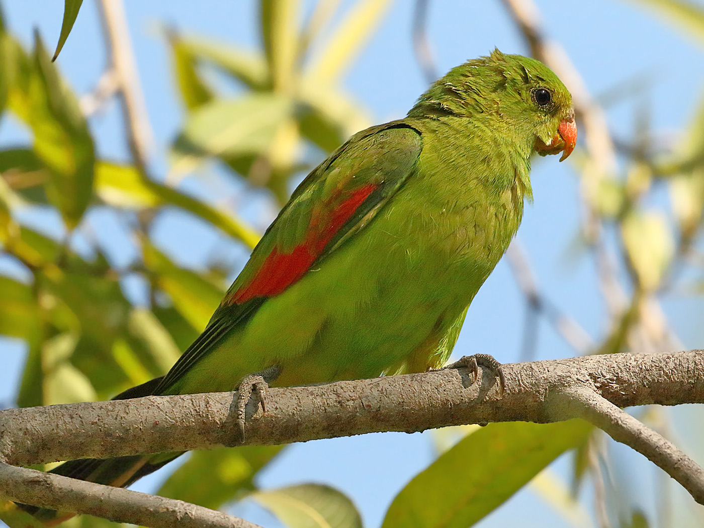 Red-winged Parrot (Image ID 31830)