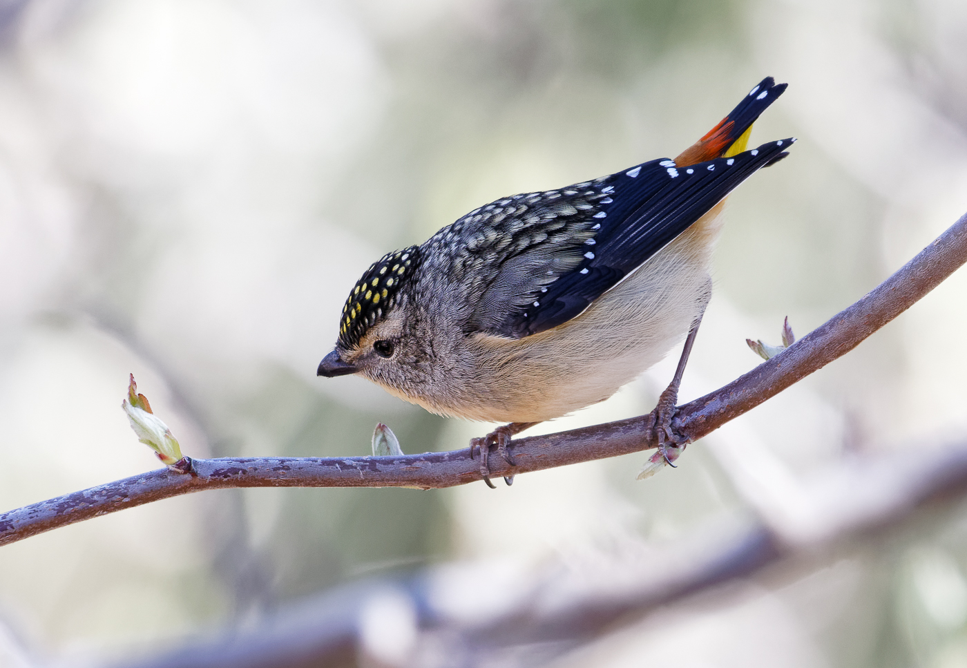 Spotted Pardalote (Image ID 31898)