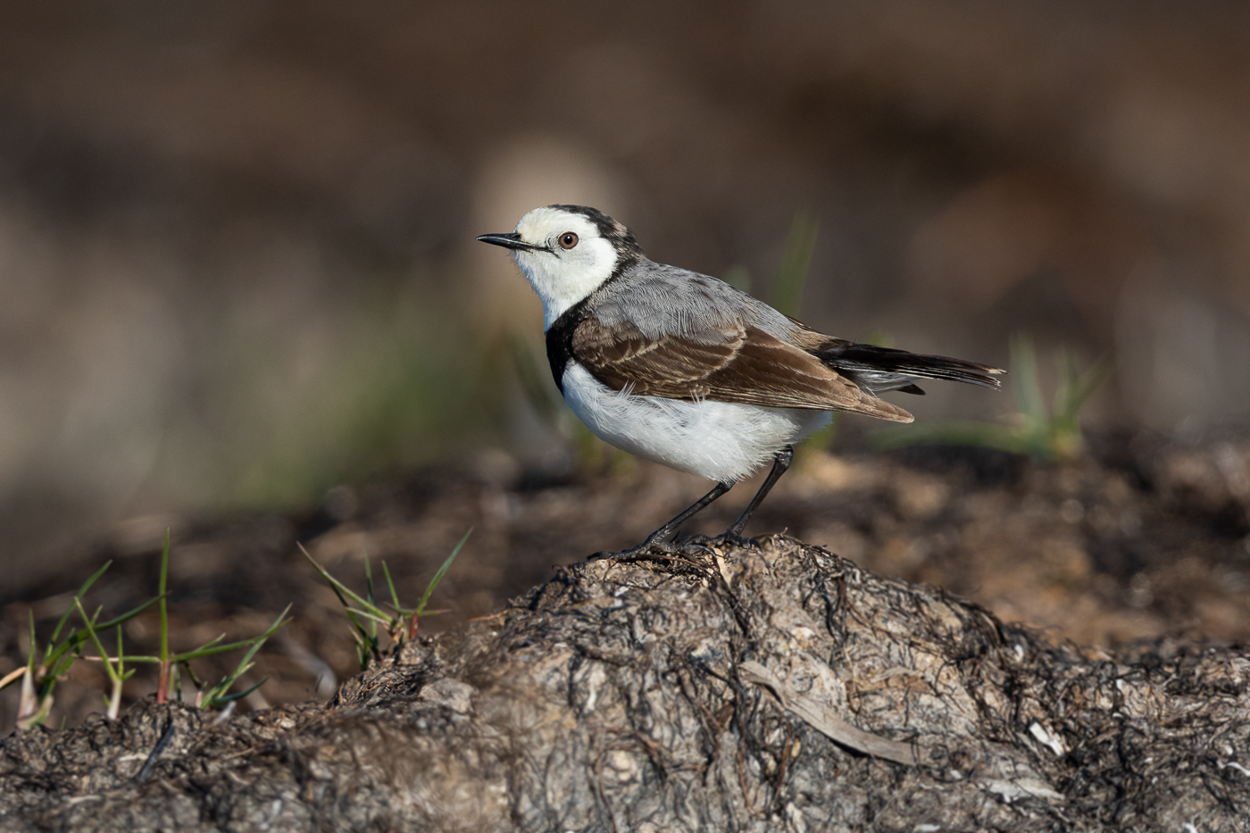 White-fronted Chat (Image ID 31784)