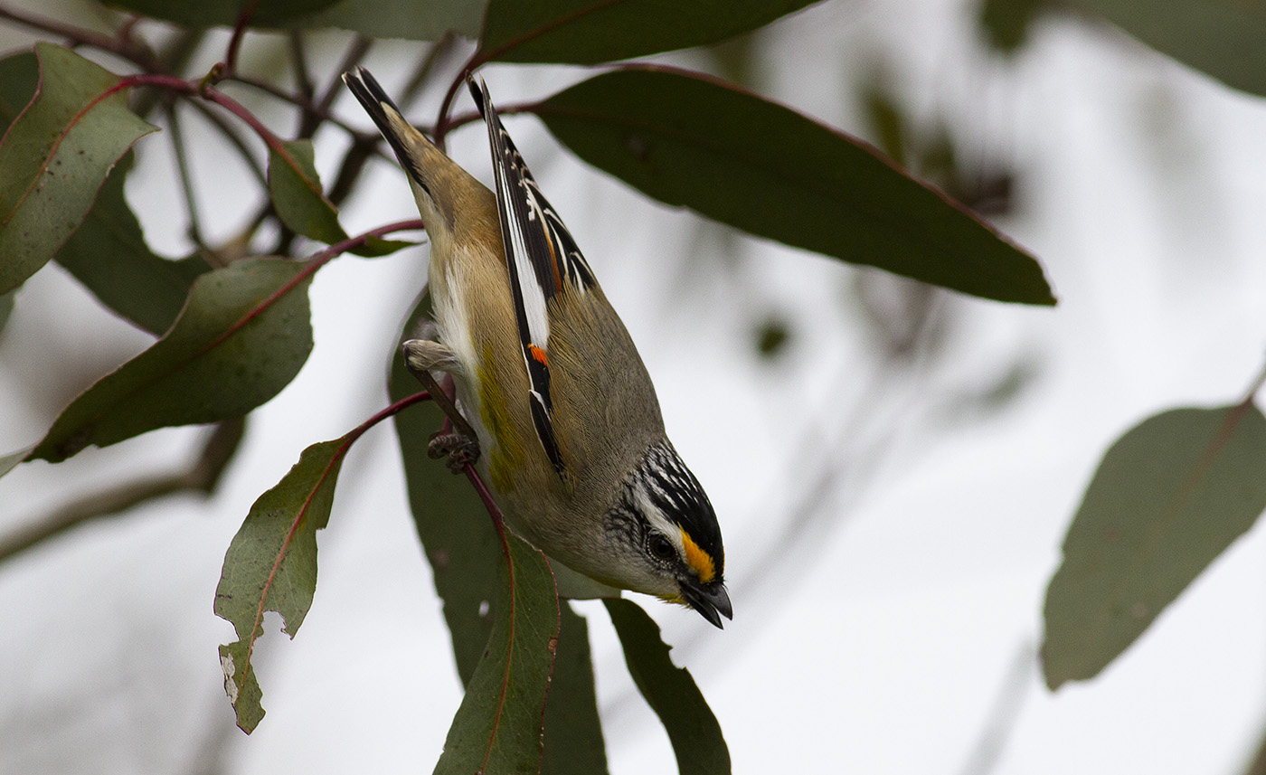 Striated Pardalote (Image ID 31719)