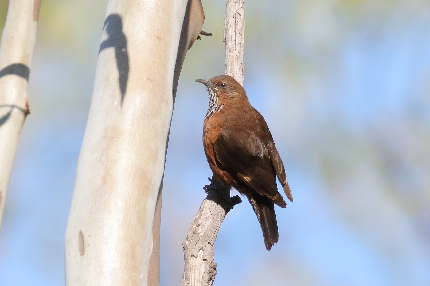Black-tailed Treecreeper (Image ID 31765)