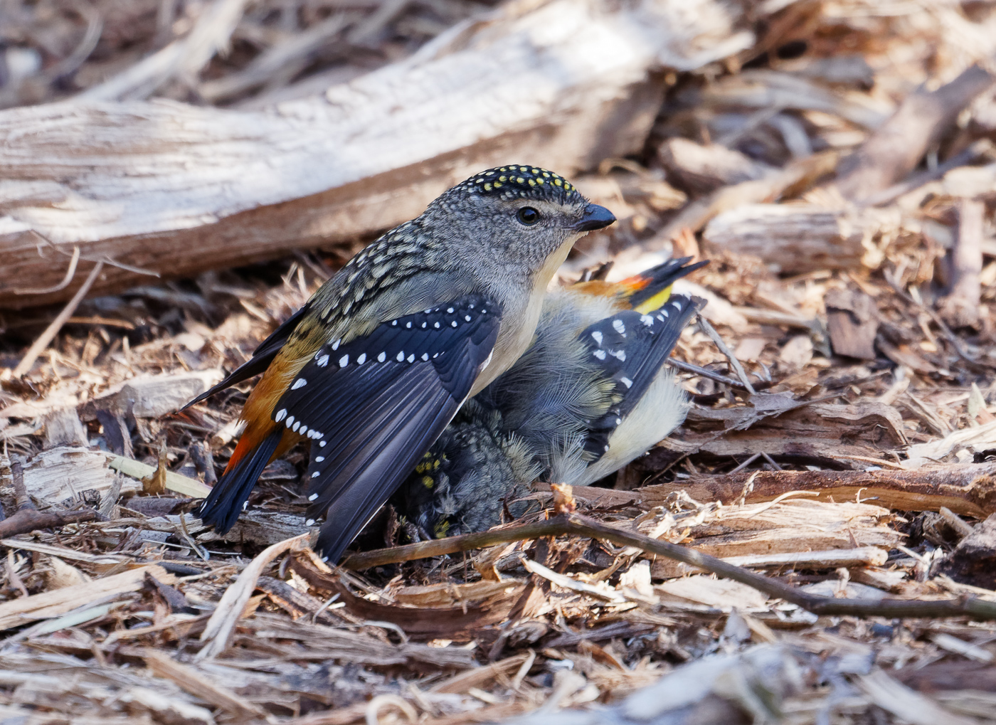 Spotted Pardalote (Image ID 31865)