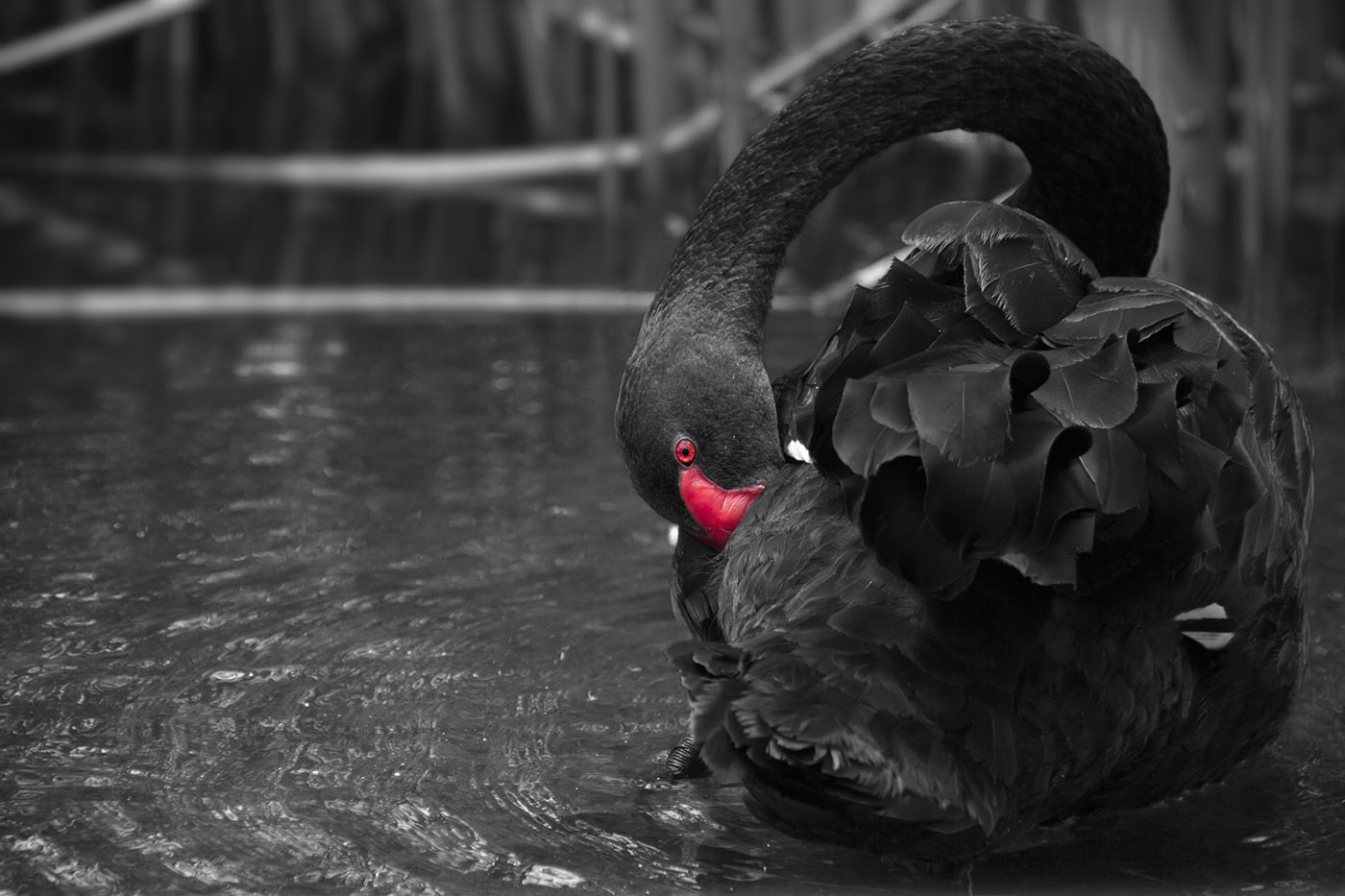 Black Swan (Image ID 31921)