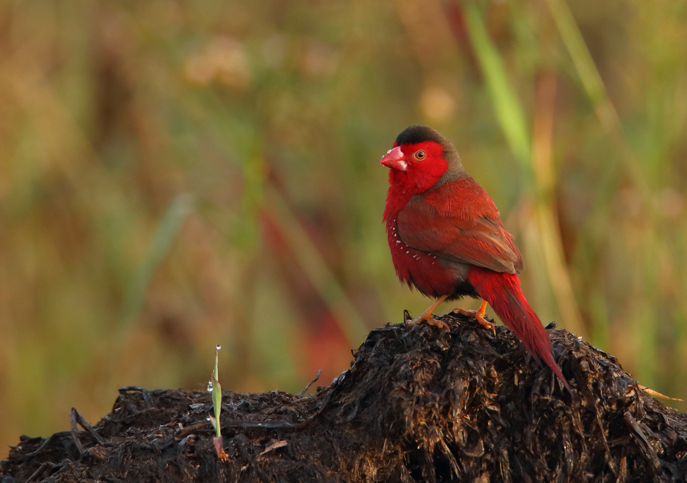 Black-bellied Crimson Finch (Image ID 31995)
