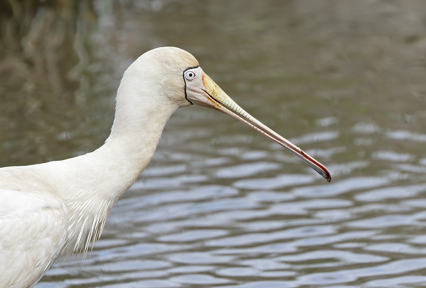 Yellow-billed Spoonbill (Image ID 32001)