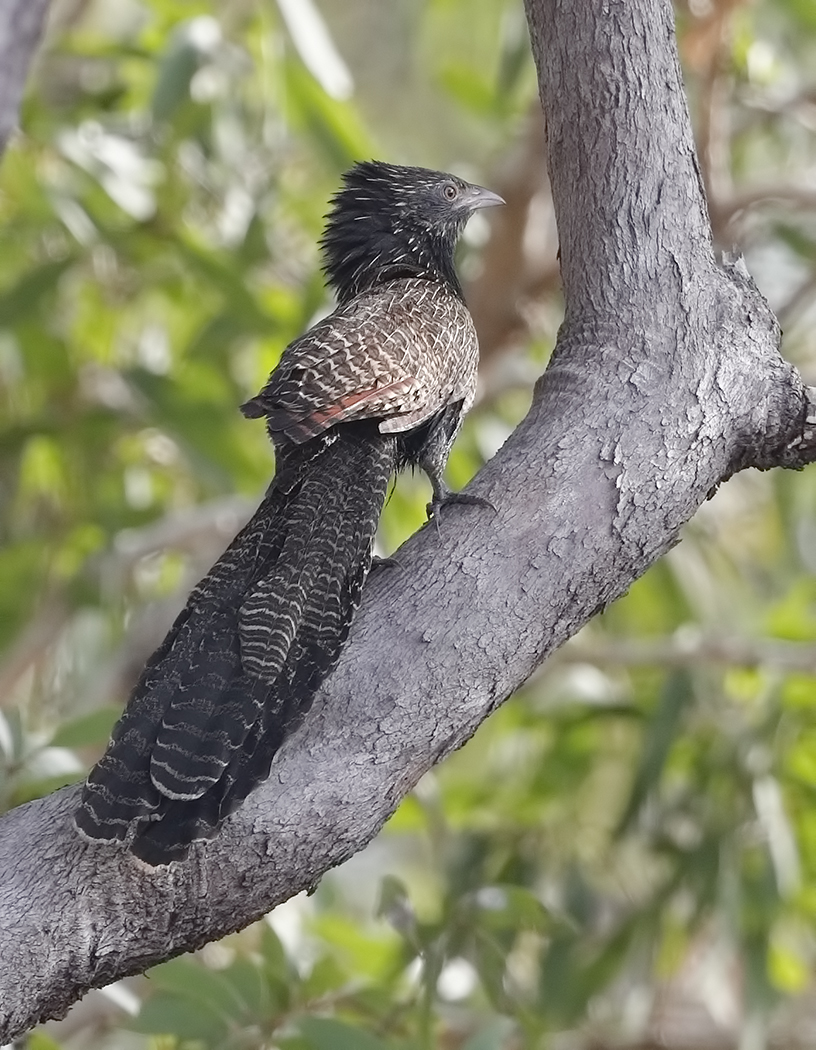 Pheasant Coucal (Image ID 31878)