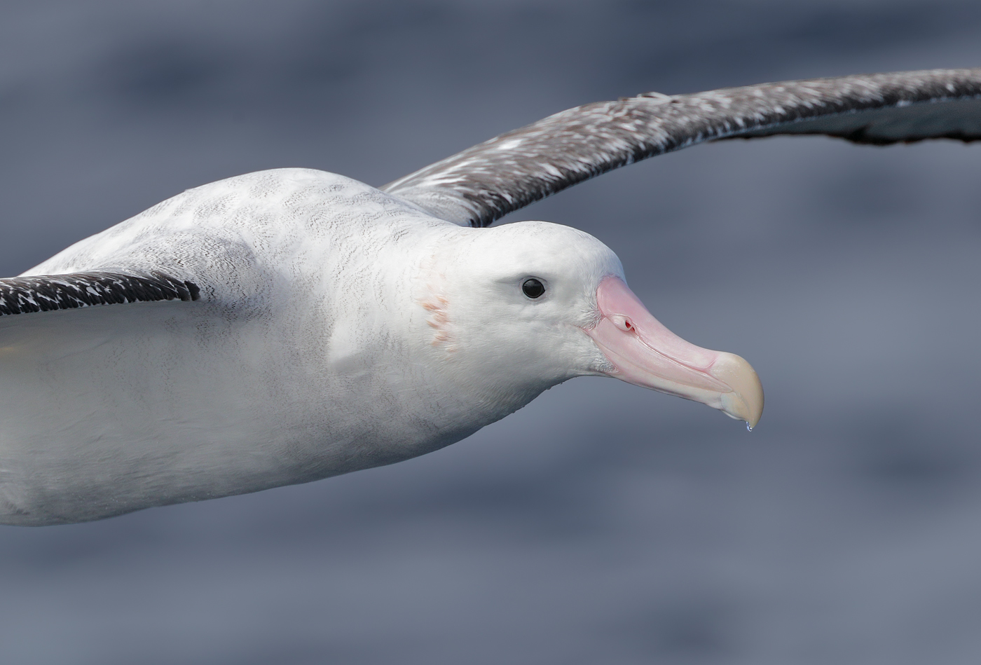 Antipodean Albatross (Image ID 32008)