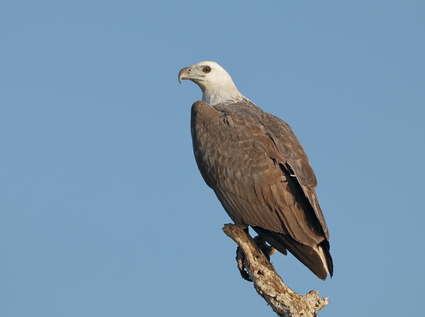 White-bellied Sea-Eagle (Image ID 31980)