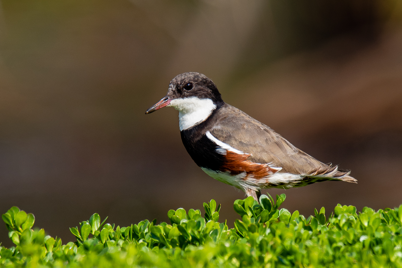 Red-kneed Dotterel (Image ID 32157)