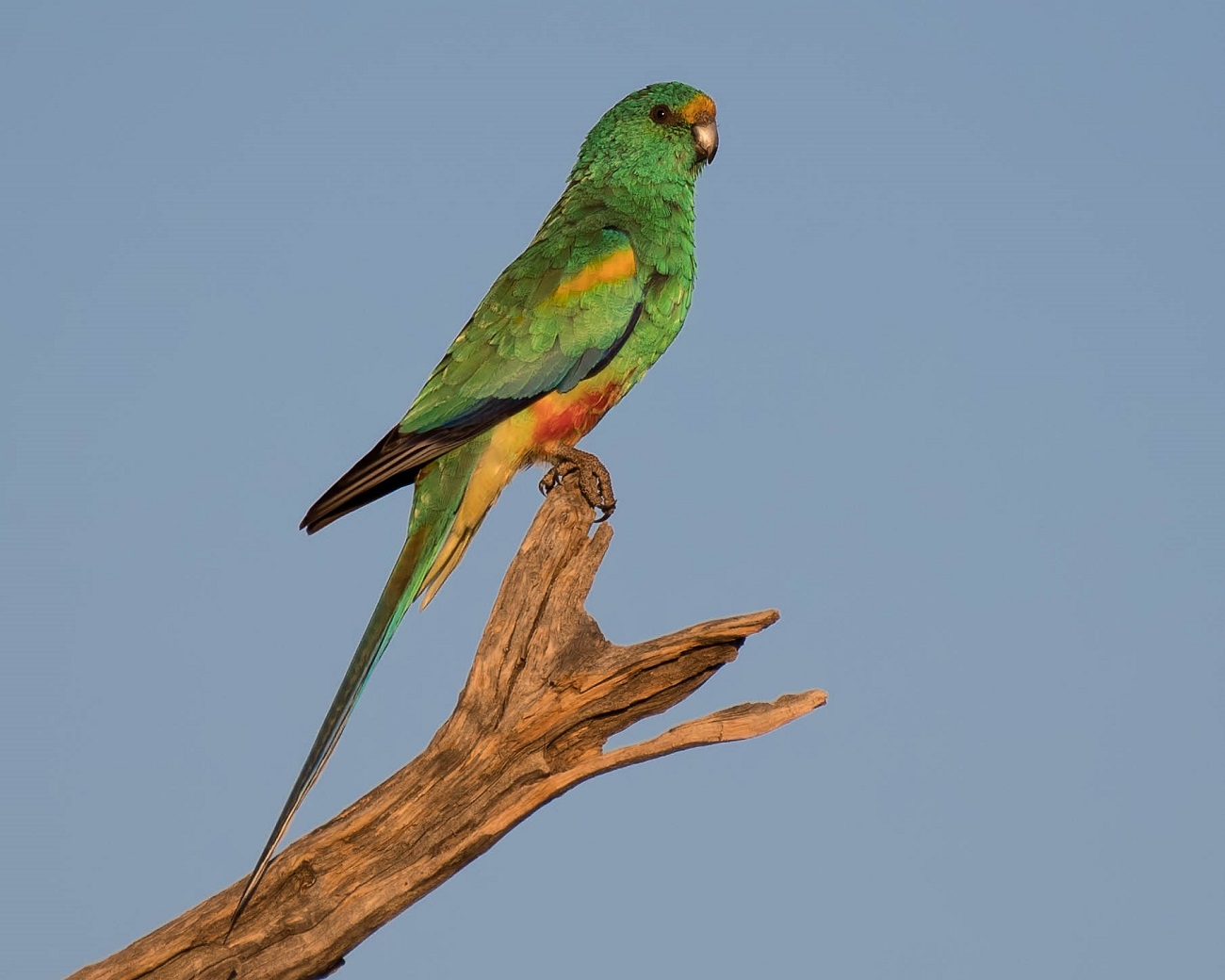 Mulga Parrot (Image ID 32396)