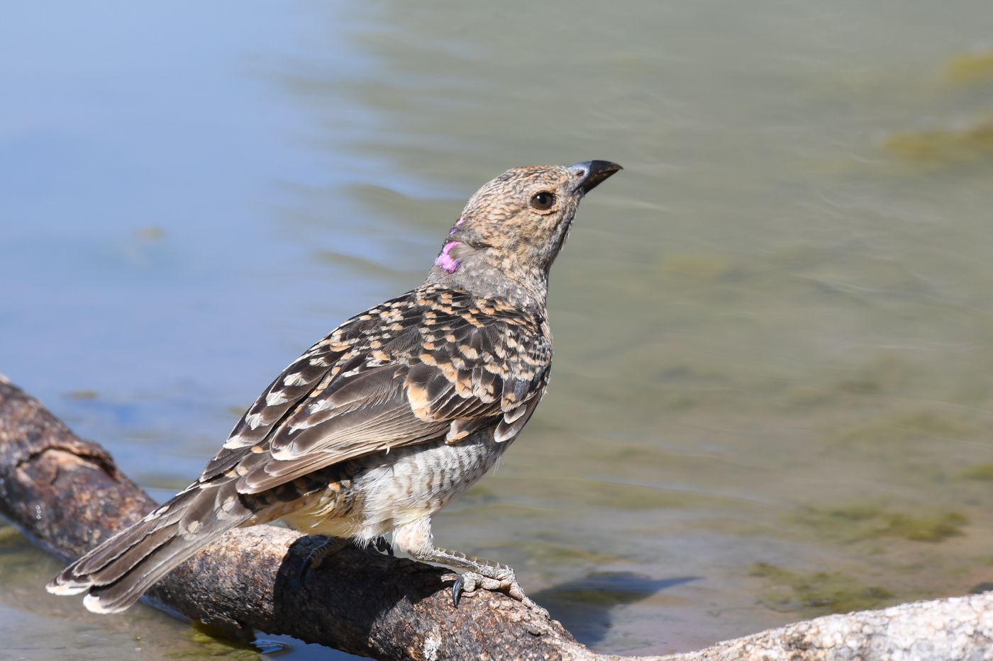 Spotted Bowerbird (Image ID 32244)