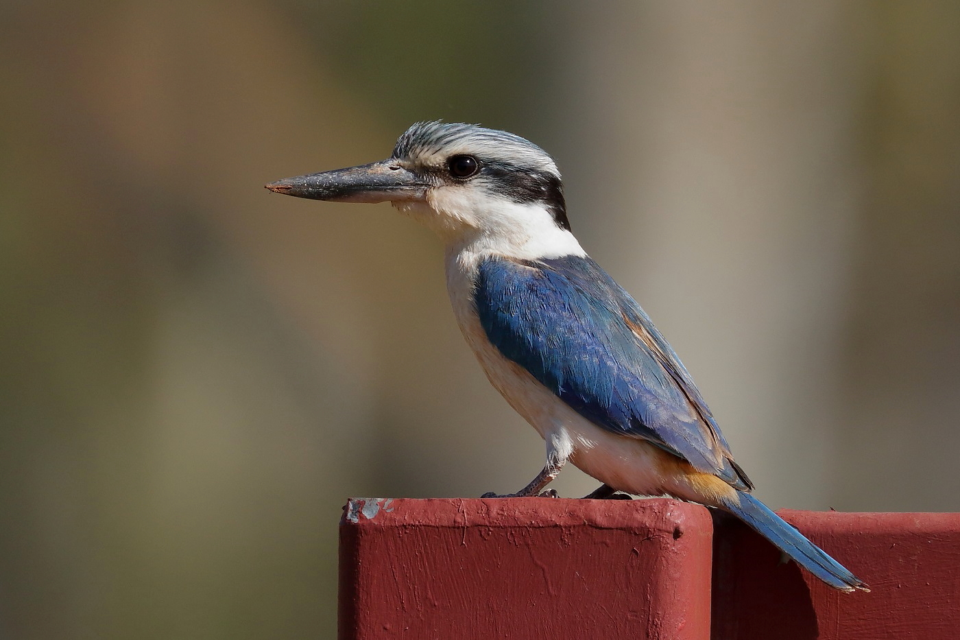 Red-backed Kingfisher (Image ID 32104)