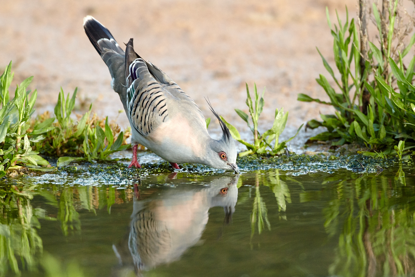 Crested Pigeon (Image ID 32120)