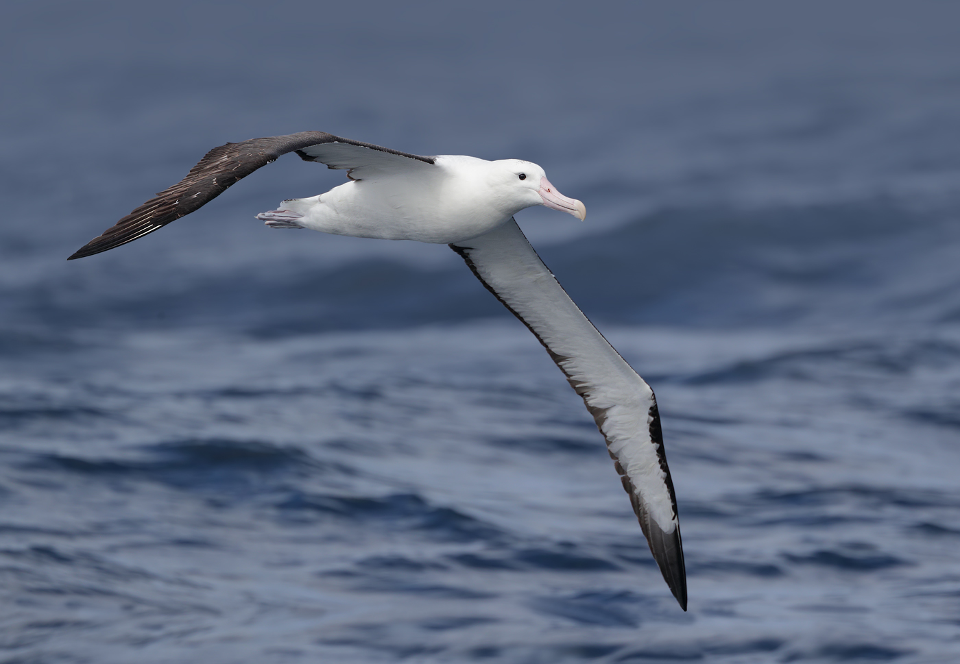 Northern Royal Albatross (Image ID 32114)