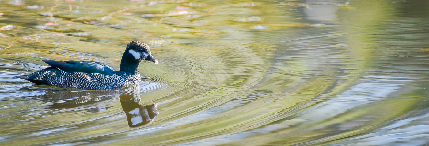 Green Pygmy-goose (Image ID 32079)