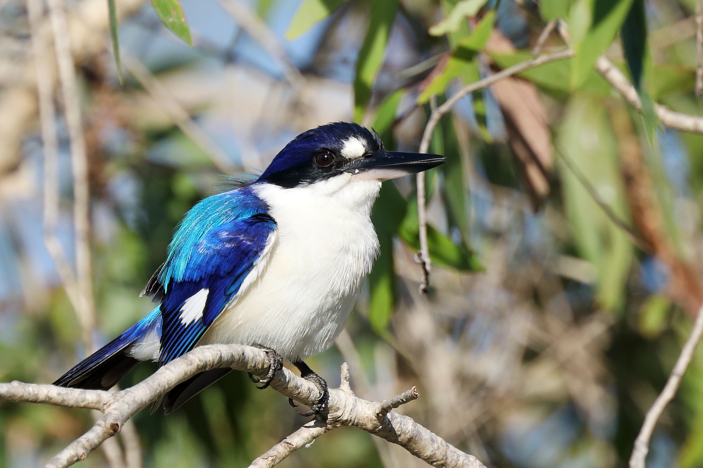 Forest Kingfisher (Image ID 32074)