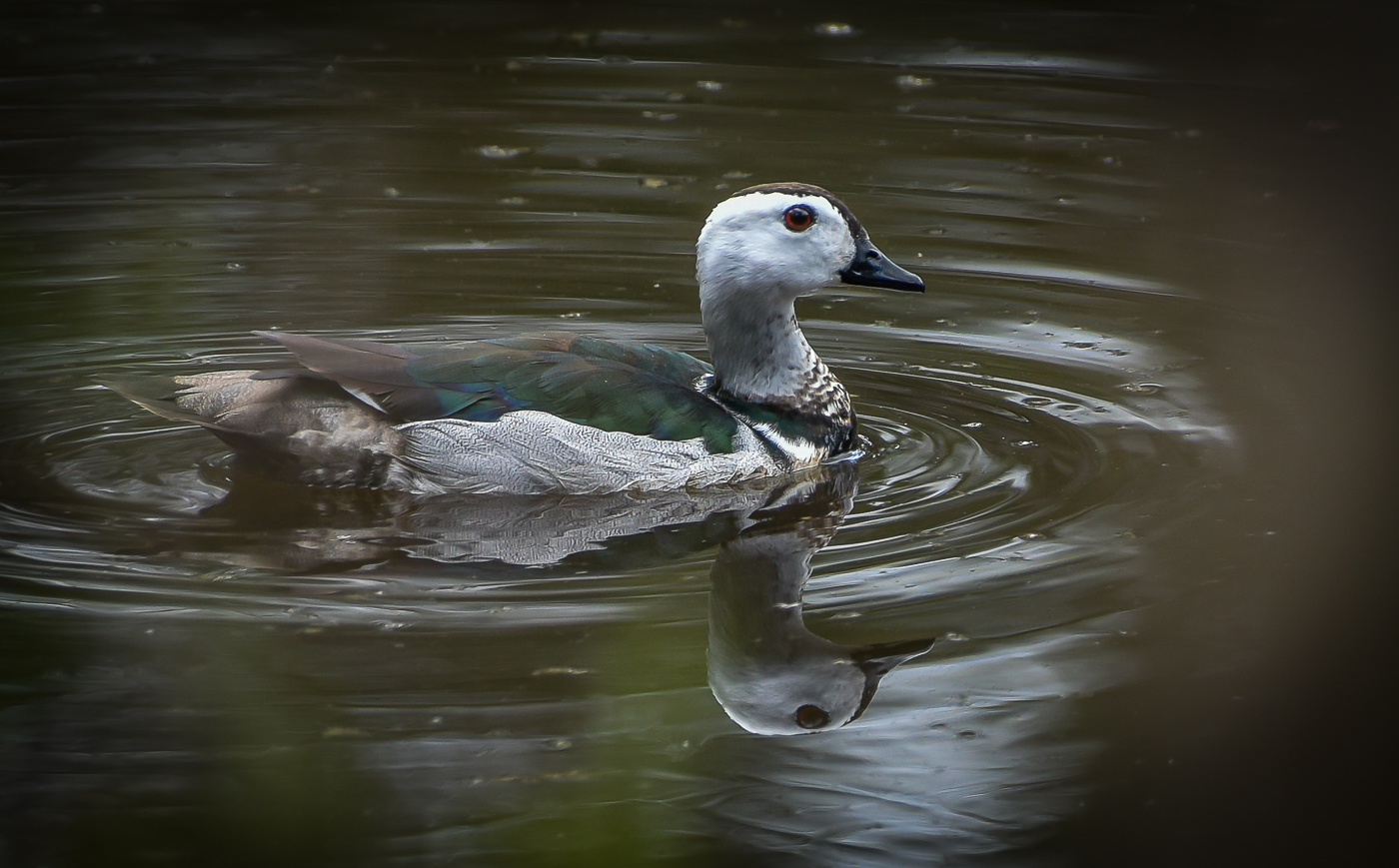 Cotton Pygmy-goose (Image ID 32234)
