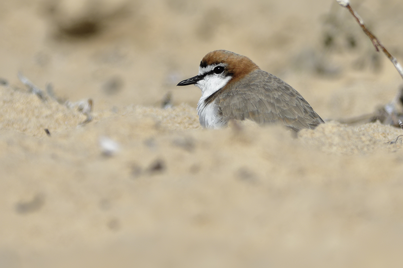 Red-capped Plover (Image ID 32225)