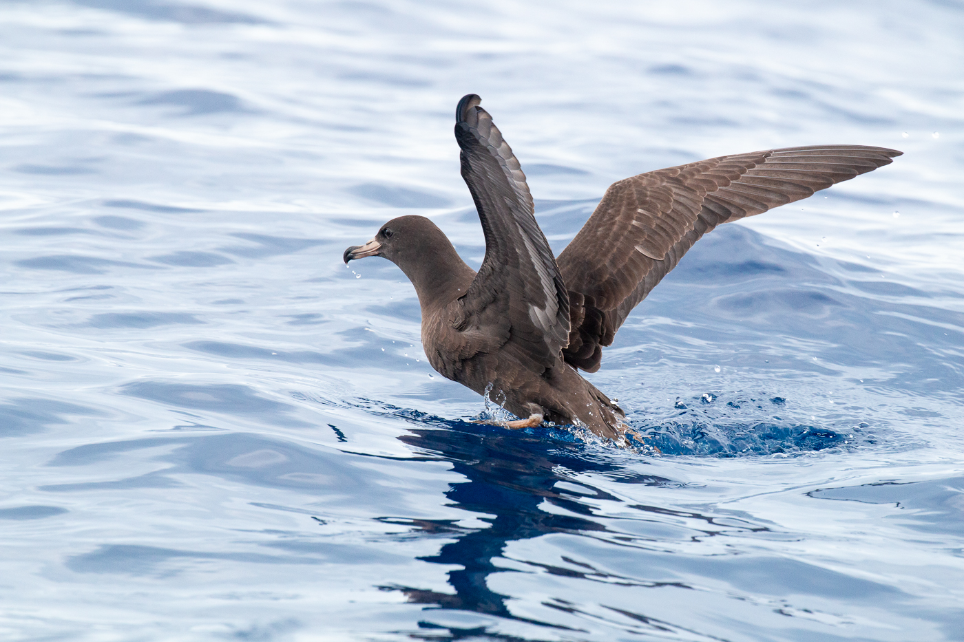 Flesh-footed Shearwater (Image ID 32248)