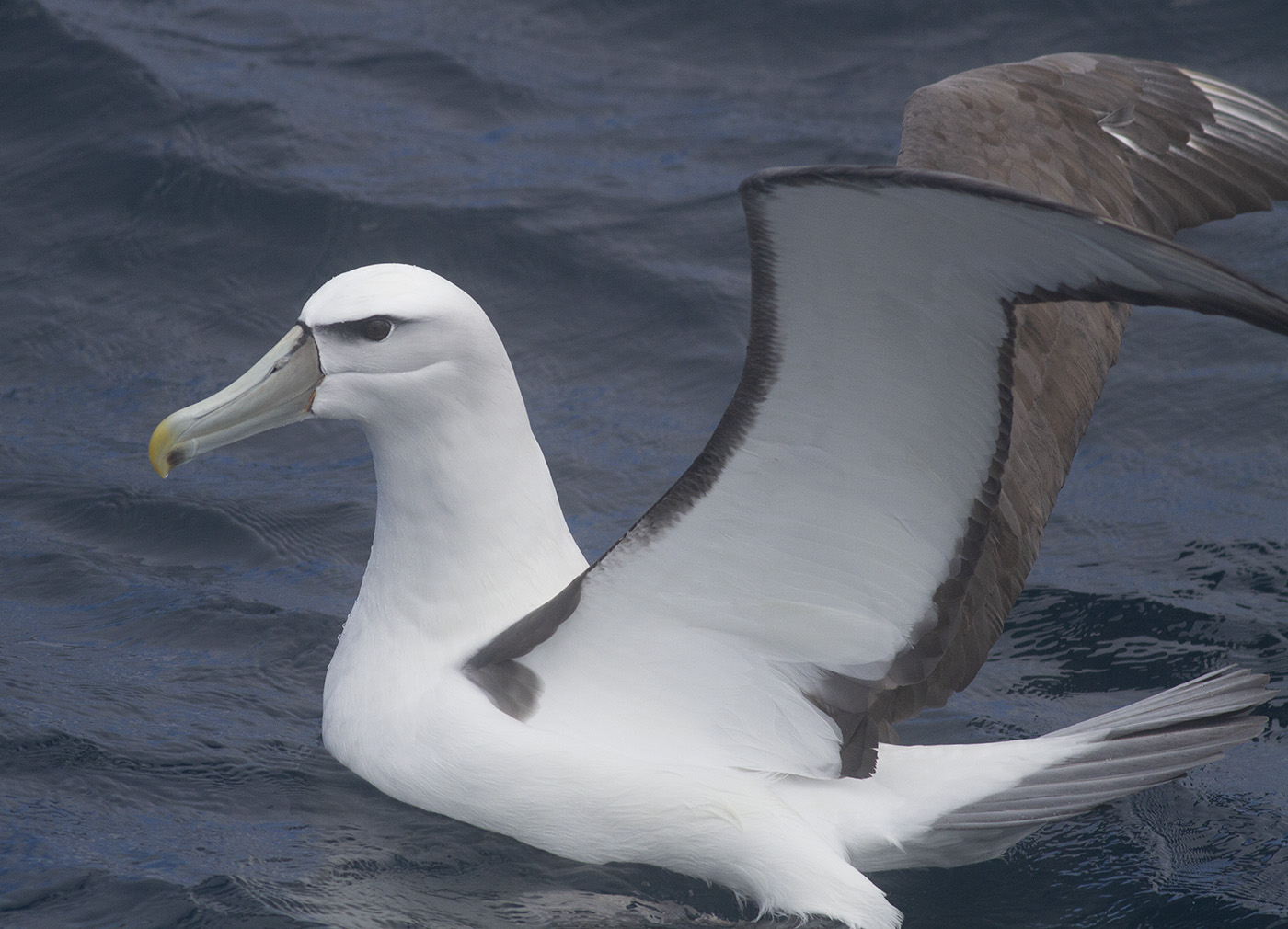 White-capped Albatross (Image ID 32151)