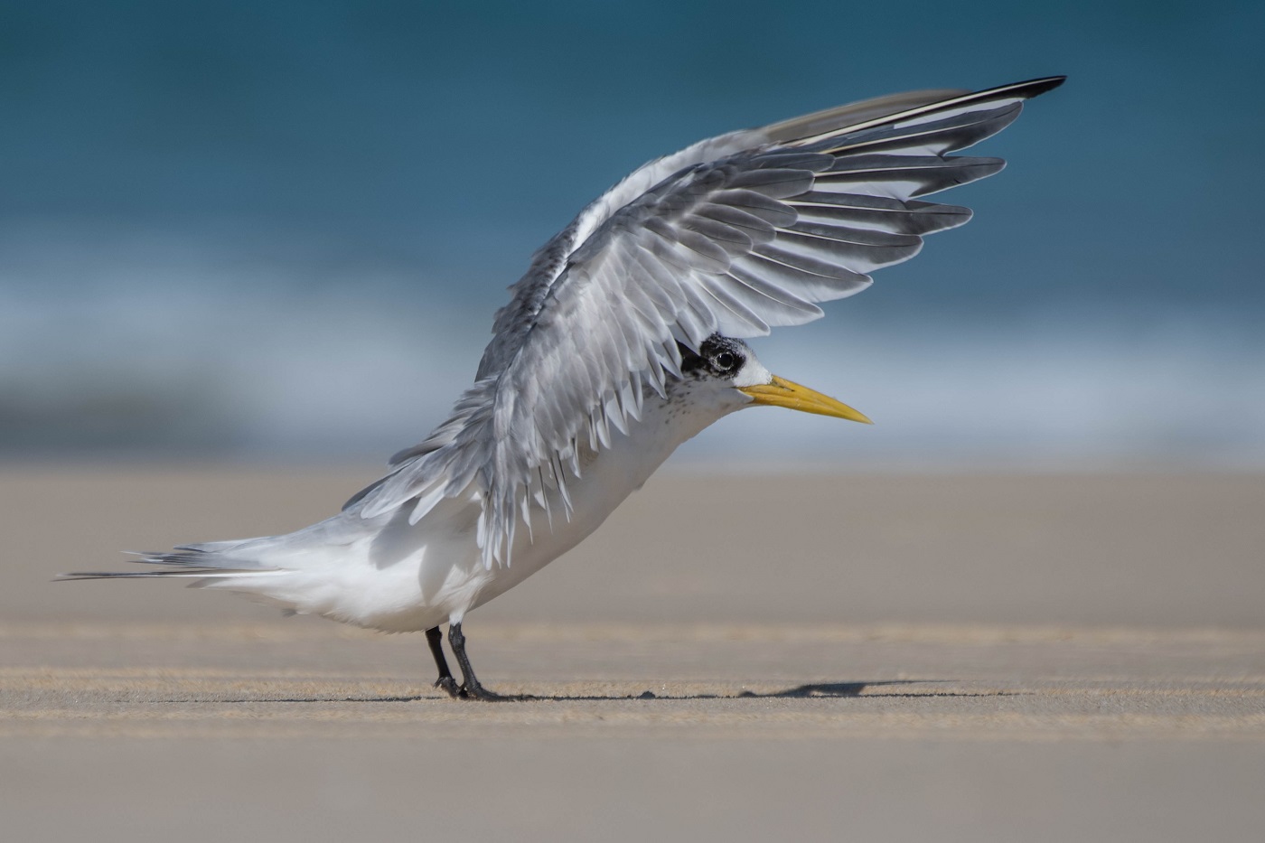 Greater Crested Tern (Image ID 32398)