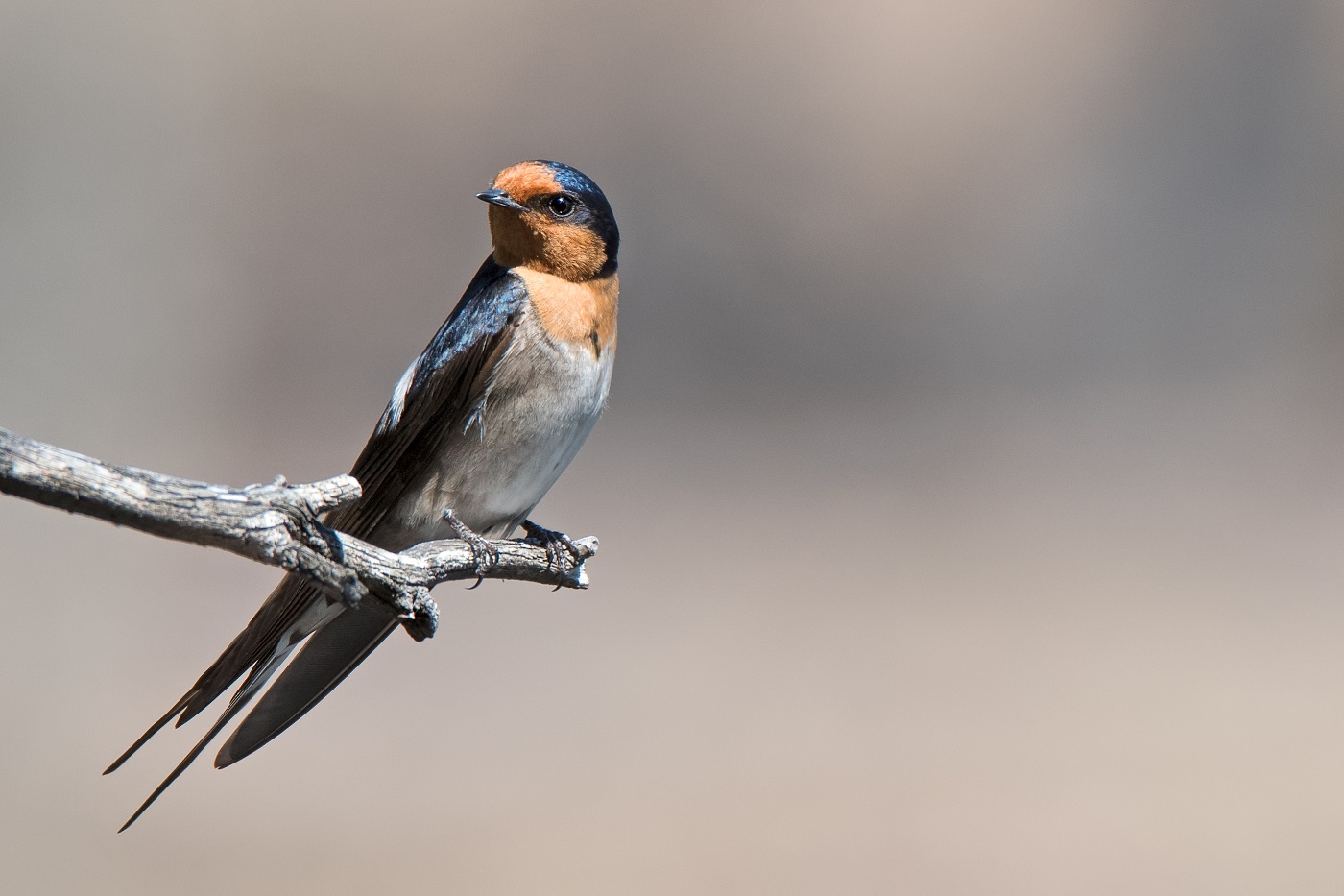 Welcome Swallow (Image ID 32179)