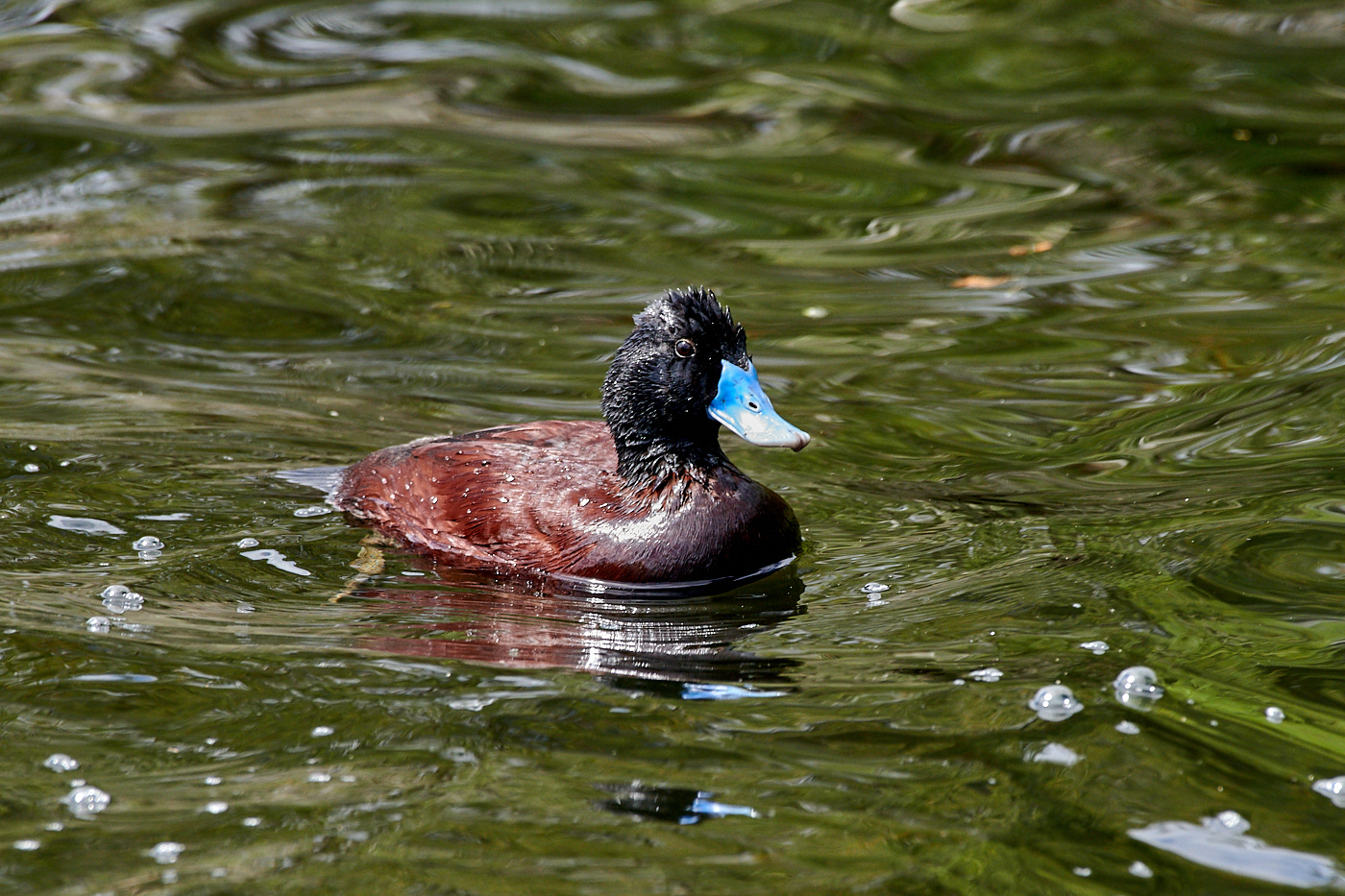 Blue-billed Duck (Image ID 32230)