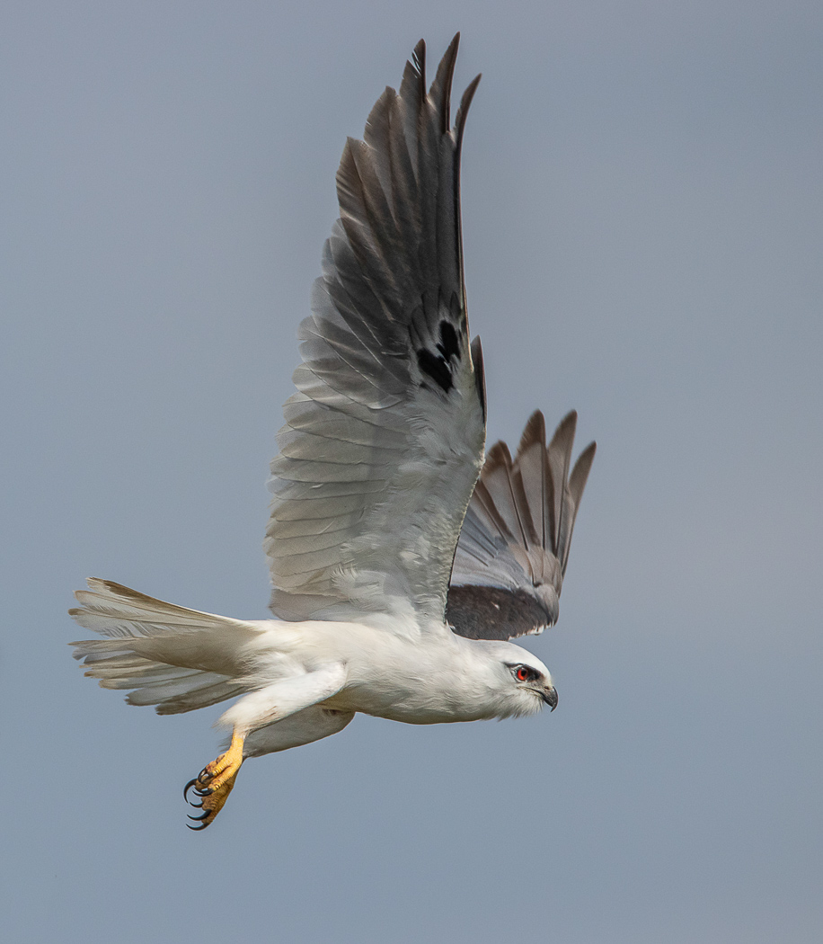 Black-shouldered Kite (Image ID 32301)
