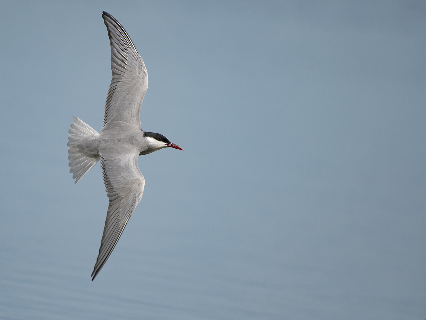 Whiskered Tern (Image ID 32125)