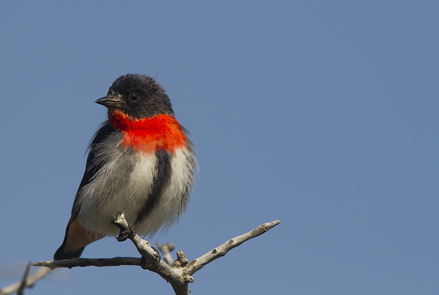 Mistletoebird (Image ID 32155)