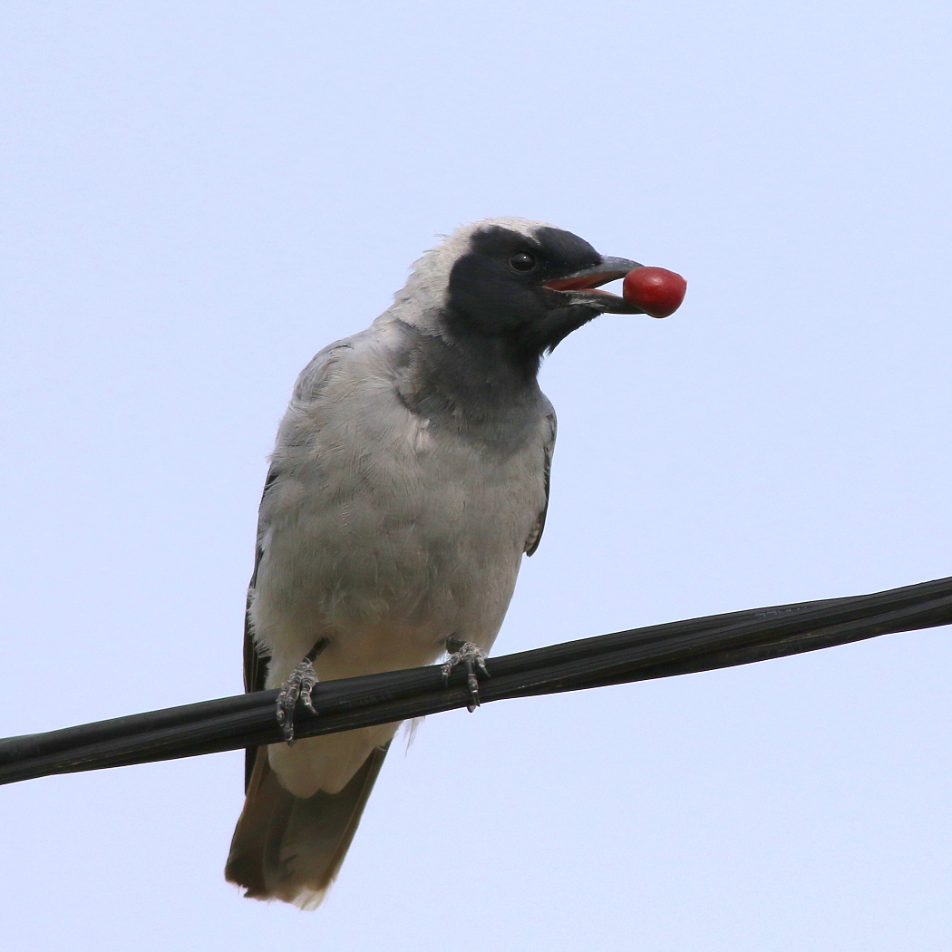 Black-faced Cuckoo-shrike (Image ID 32284)