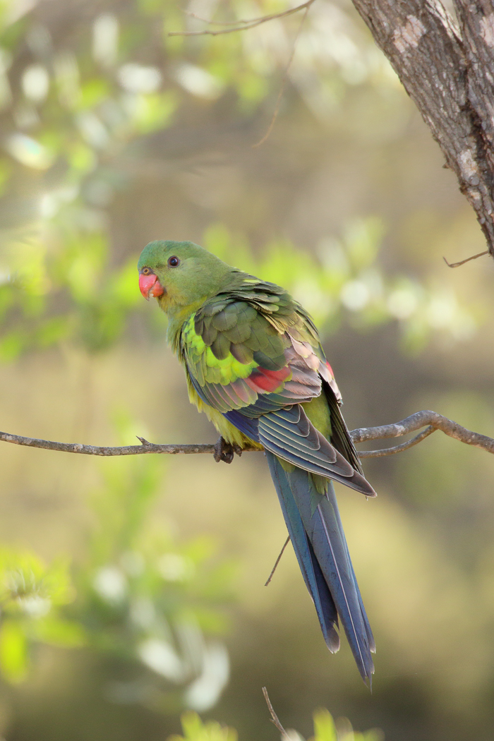 Regent Parrot (Image ID 32201)