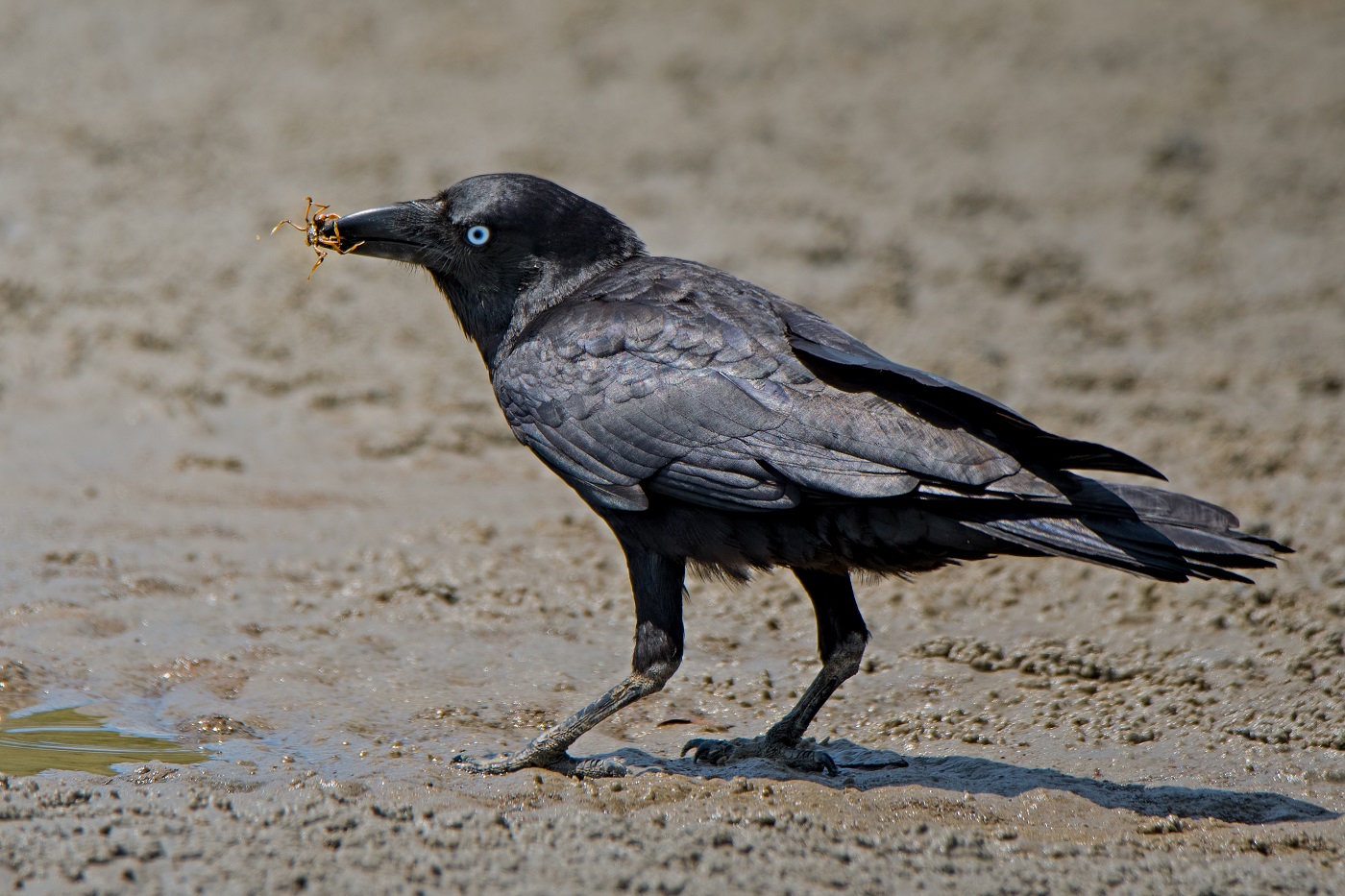 Australian Raven (Image ID 32324)
