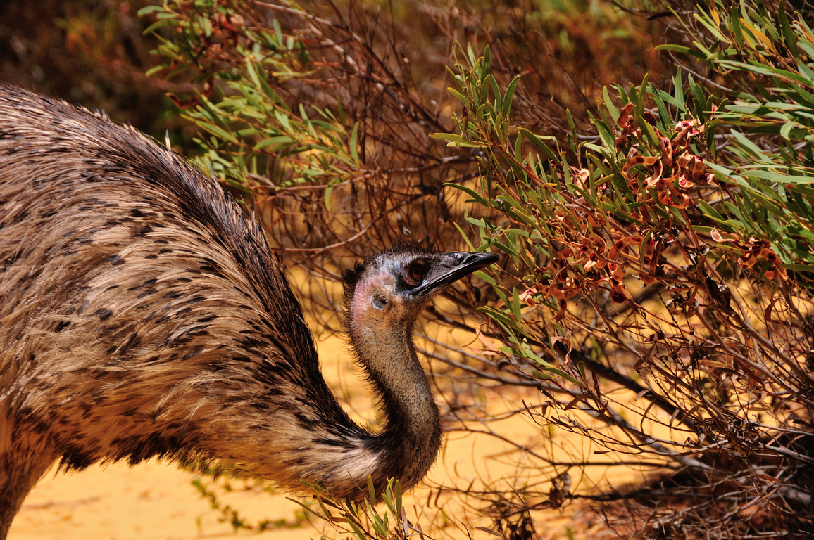 Emu (Image ID 32353)