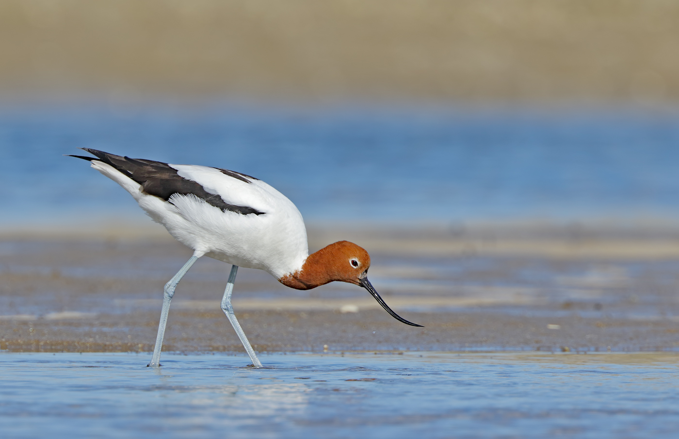 Red-necked Avocet (Image ID 32065)