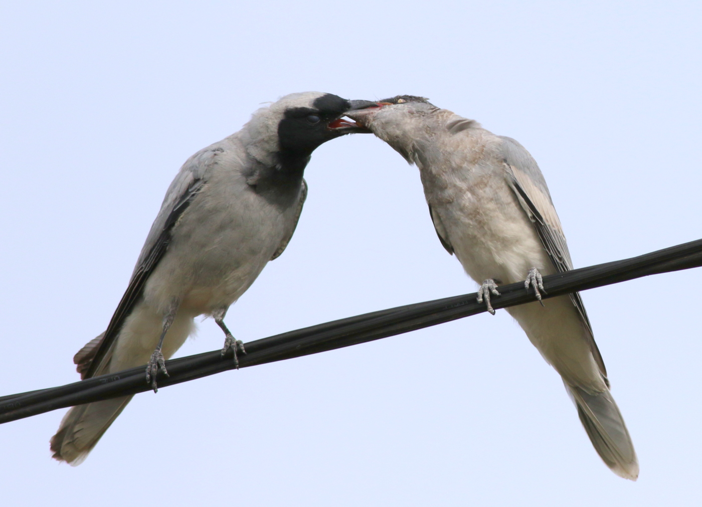 Black-faced Cuckoo-shrike (Image ID 32287)
