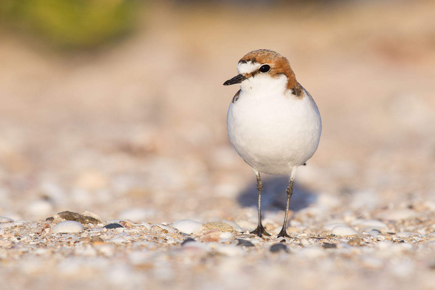 Red-capped Plover (Image ID 32189)