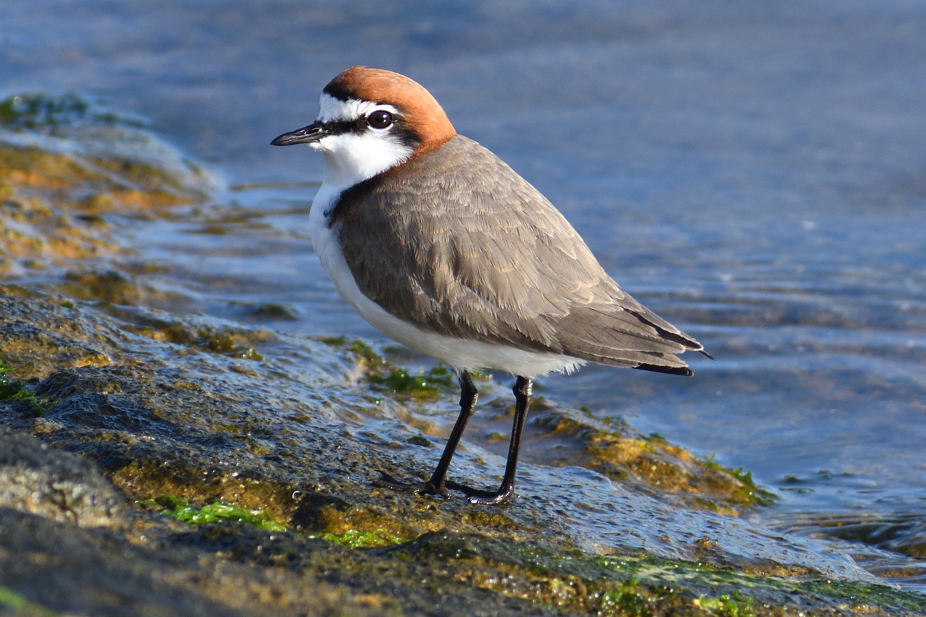 Red-capped Plover (Image ID 32331)