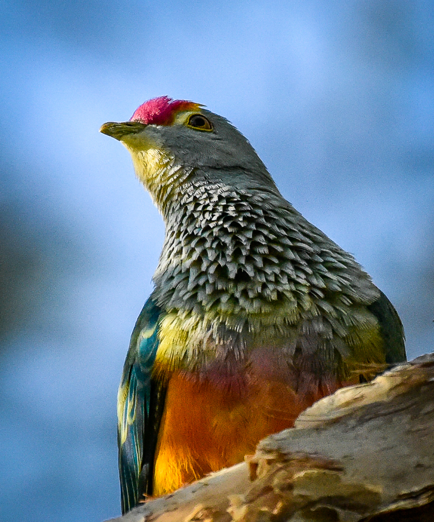 Rose-crowned Fruit-Dove (Image ID 32080)