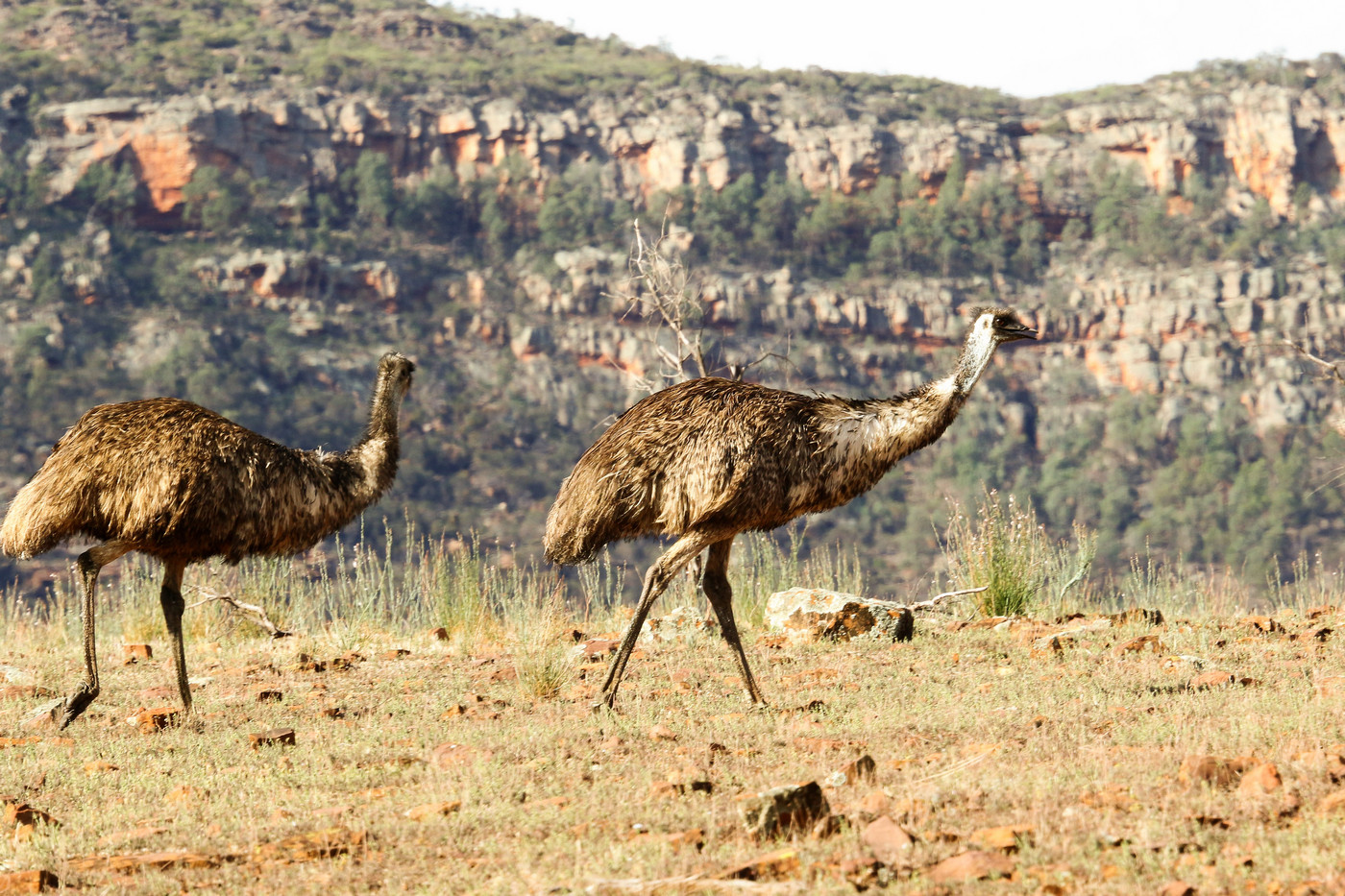Emu (Image ID 32293)