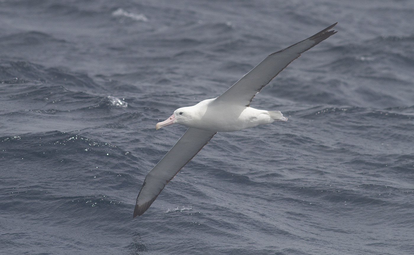 Southern Royal Albatross (Image ID 32152)