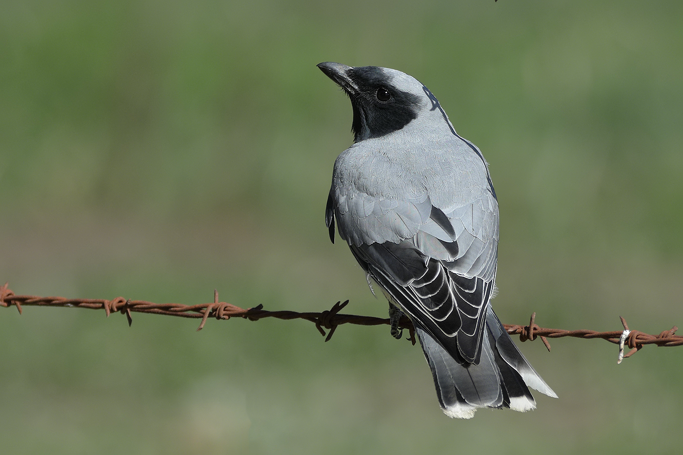 Black-faced Cuckoo-shrike (Image ID 32112)
