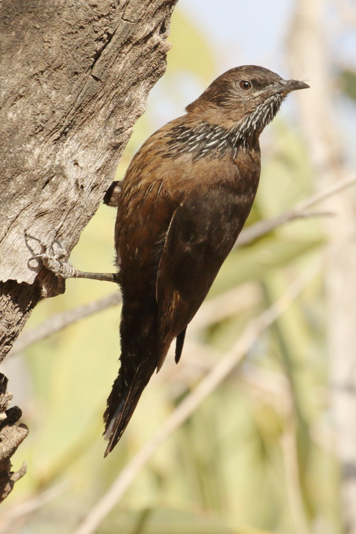 Black-tailed Treecreeper (Image ID 32428)