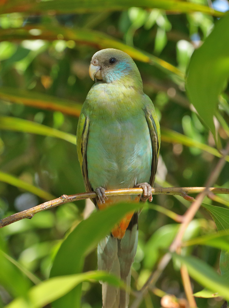 Hooded Parrot (Image ID 32229)