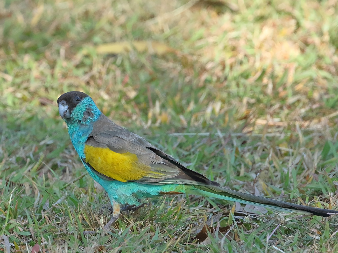 Hooded Parrot (Image ID 32228)