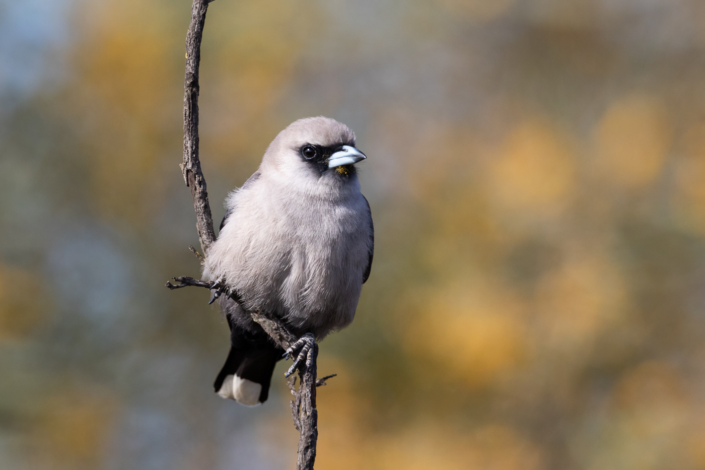 Black-faced Woodswallow (Image ID 32068)