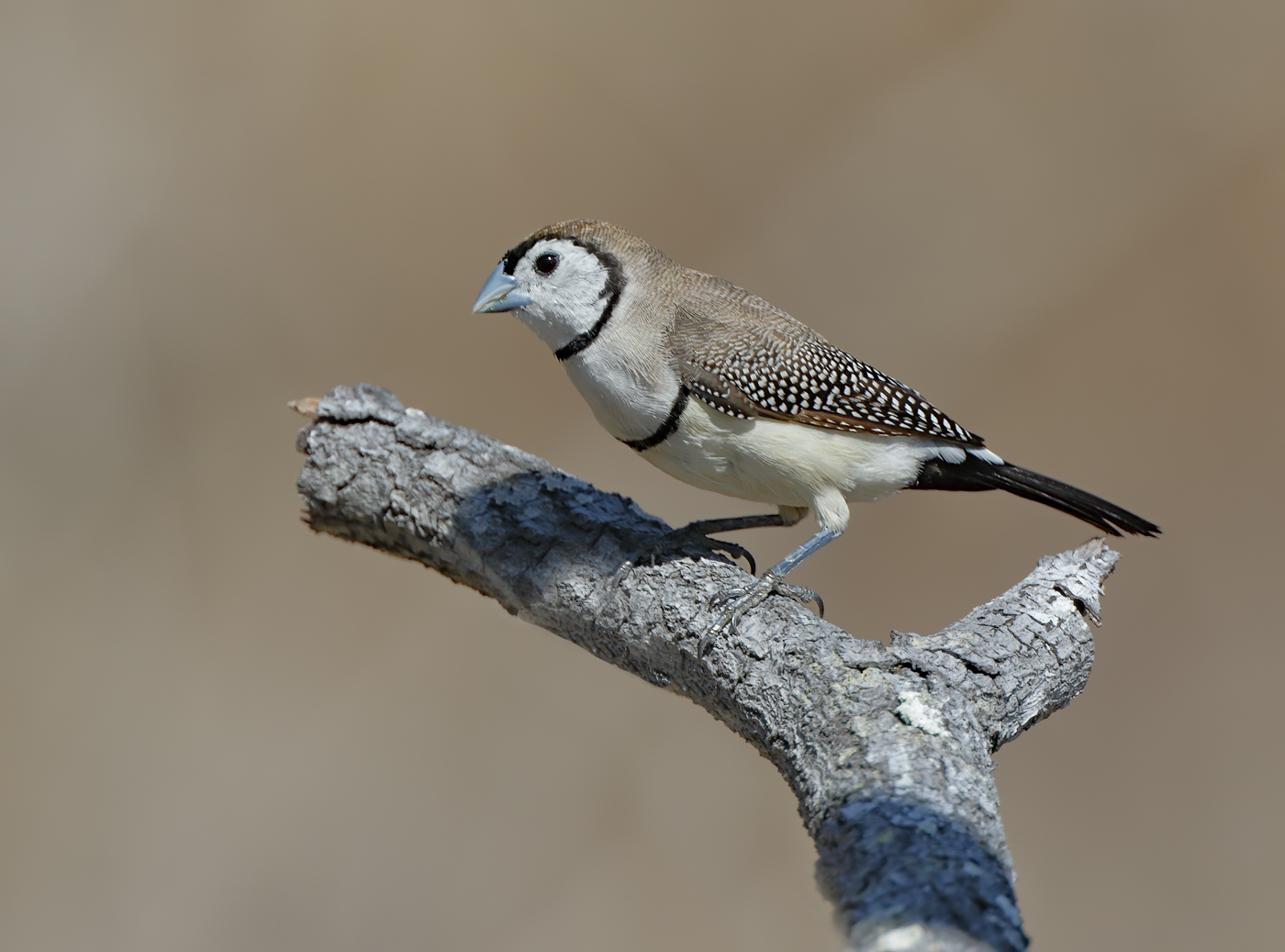 Double-barred Finch (Image ID 32438)