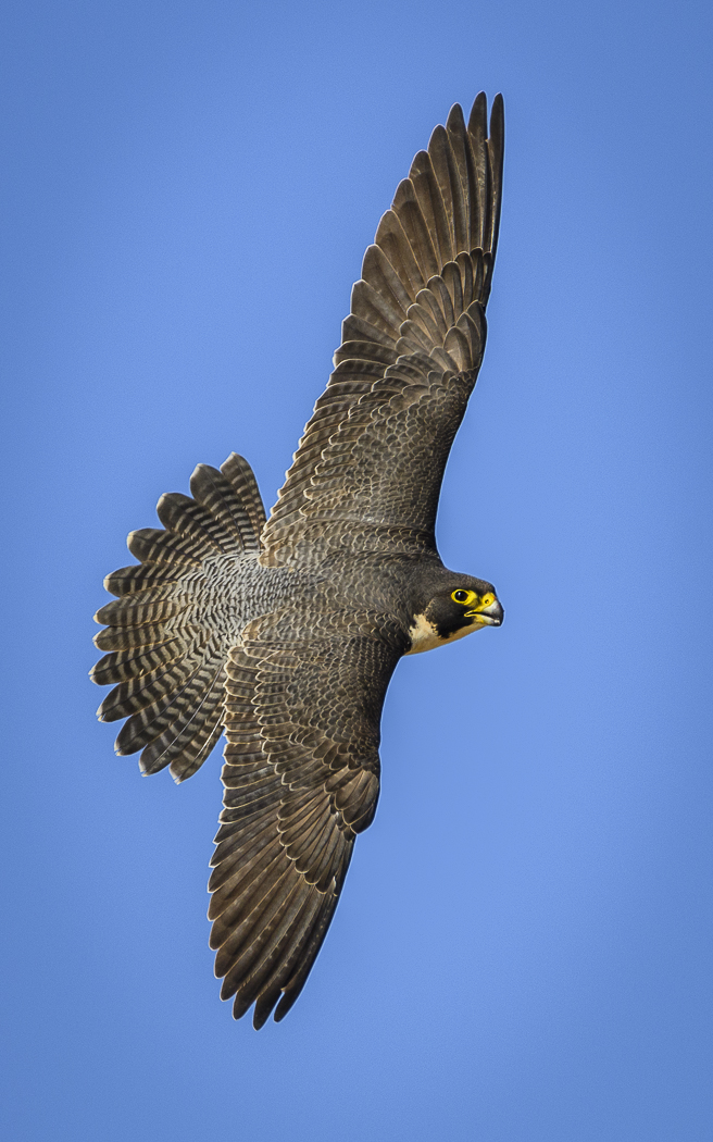 Peregrine Falcon (Image ID 32227)