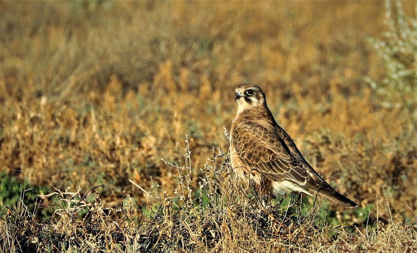 Brown Falcon (Image ID 32187)