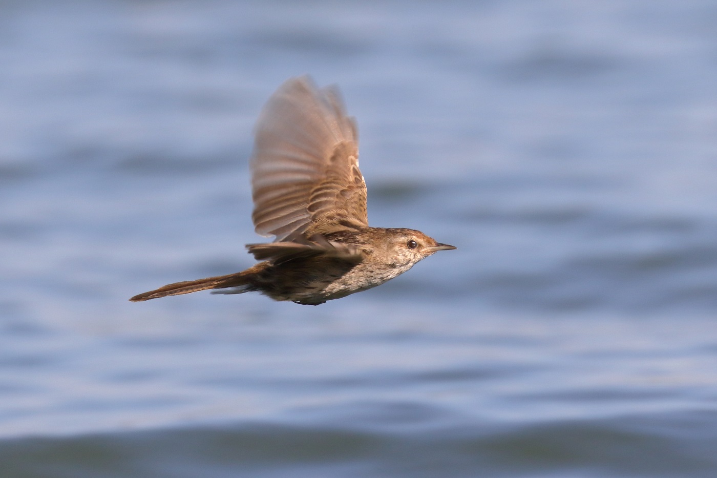 Little Grassbird (Image ID 32606)
